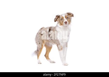 Blue Merle Miniature American Shepherd Puppy Standing Stock Photo - Alamy