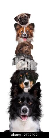 Portrait of six dogs piled up vertically isolated on a white background Stock Photo