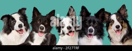 five border collie dog portrait looking at camera in front of a green blue background Stock Photo