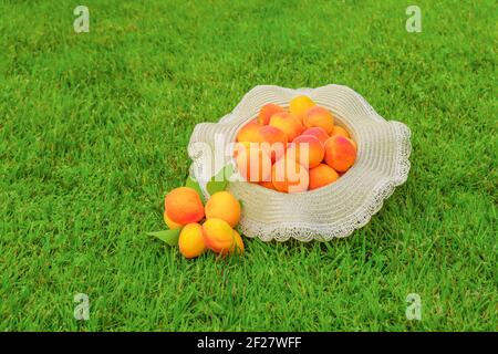 Clean eating healthy fruit summer food detox juice. Big apricots in hat. Local produce harvest fruit concept. Bunch of ripe organic apricots. Freshly Stock Photo