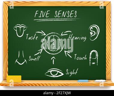 Hand-drawn vector infographic on a wood framed chalkboard of The Five Senses depicting  sight  touch  smell  taste and hearing with arrows pointing to Stock Vector