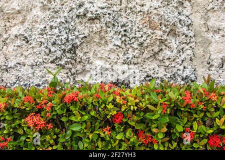 Red Ixora plants grow by a wall inside the mysterious Coral Castle located south of Miami, Florida. Stock Photo