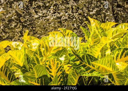 Yellow and green Croton plants grow by a wall inside the mysterious Coral Castle located south of Miami, Florida. Stock Photo