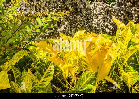 Yellow and green Croton plants grow by a wall inside the mysterious Coral Castle located south of Miami, Florida. Stock Photo