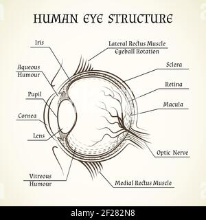 Healthible Human Eye Model Anatomy, Removable 6 Times Anatomical Eyeball Model With Display Base, Medical Eye Ball Model For School And Clinic
