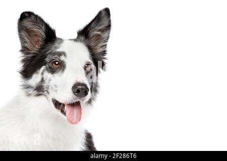 Border collie dog in front of a white background Stock Photo