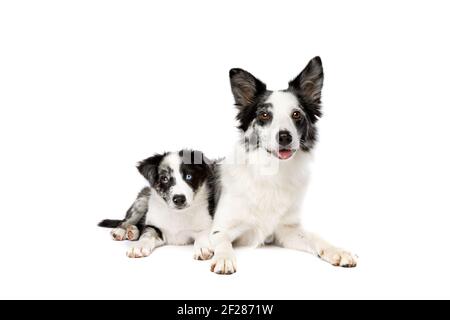 Border collie and puppy dog in front of a white background Stock Photo