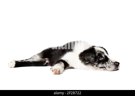 Border collie puppy dog Stock Photo