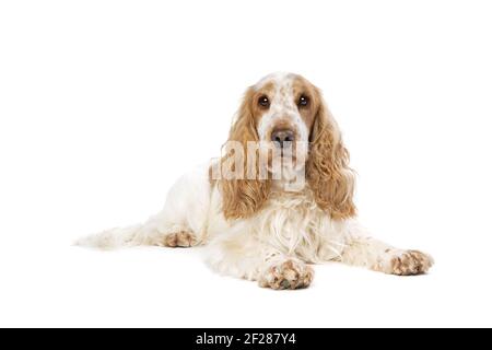 Orange and white english cocker spaniel immagini e fotografie stock ad alta  risoluzione - Alamy