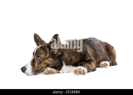 Brindle and white Cardigan Welsh Corgi dog Stock Photo