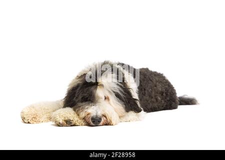 Sheepadoodle dog isolated on white Stock Photo