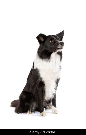 Border collie sheepdog isolated on white Stock Photo