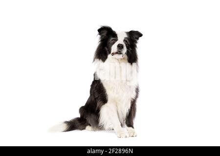 Border collie sheepdog isolated on white Stock Photo