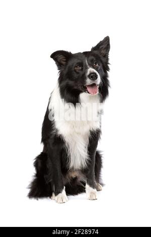 Border collie sheepdog isolated on white Stock Photo