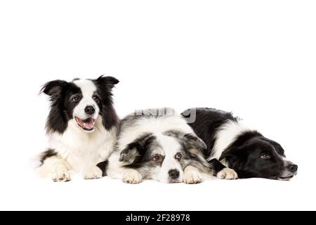 Three border collie dogs isolated on white background Stock Photo