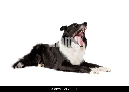 Border collie sheepdog isolated on white Stock Photo