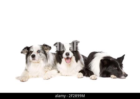 Three border collie dogs isolated on white background Stock Photo