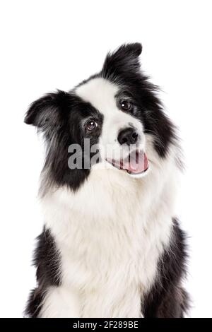 Border collie sheepdog isolated on white Stock Photo