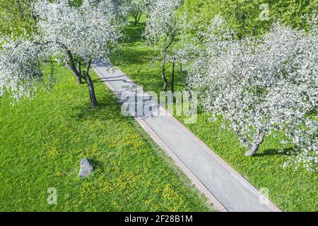 footpath through blooming apple trees in spring park. captured from above with a drone Stock Photo