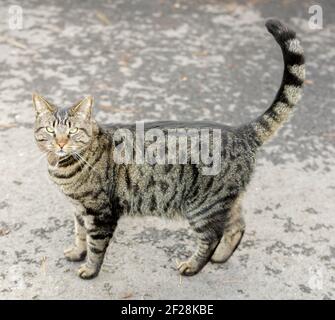 Domestic Cat Meowing Stock Photo