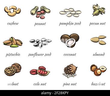 Vector nuts icons set. Food peanut and hazelnut, seed and walnut, almond and pistachio Stock Vector