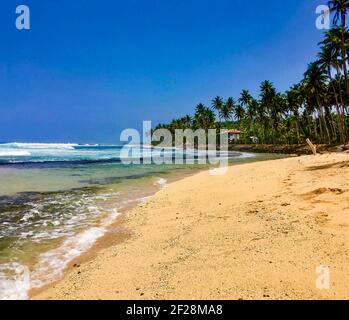 Tropical beach with palm trees in Madiha, Sri Lanka Stock Photo