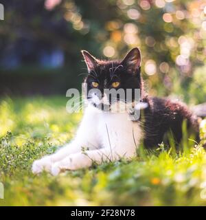 Cute cat is enjoying the summer. Black white cat is lying in the grass of the own garden, blurry colorful background Stock Photo