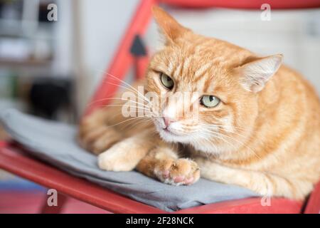 Red tabby cat is lying on a chair and enjoying at home Stock Photo