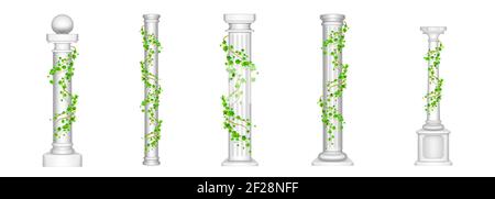 Ivy columns, antique pillars with green climbing liana plant leaves isolated on white background. Ancient classic stone roman or greek architecture for interior facade design, Realistic 3d vector set Stock Vector