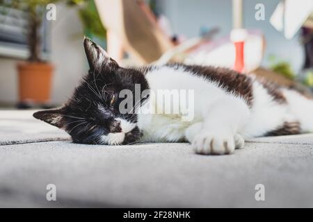 Cute cat is enjoying the summer. Black white cat is lying on the veranda, blurry colorful background Stock Photo