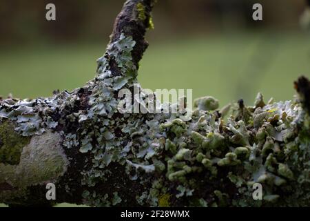 pale and dark green lichen isolated on a natural pale green background Stock Photo