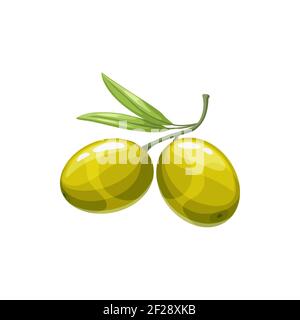 Green olive berries vector natural vegetable, healthy food. Isolated cartoon organic ripe plant on stem with leaves, eco farm production, ingredient f Stock Vector