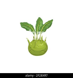 Cabbage turnip isolated Kohlrabi vegetable food icon. Vector german cabbage turnip, biennial vegetable low, stout cultivar of wild cabbage. Raw root, Stock Vector