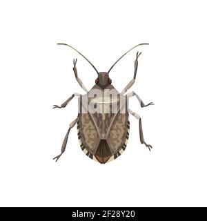 Shield bug icon, pest control insects extermination and disinsection service, vector. Agriculture and garden insect disinfection, shield bug pesticide Stock Vector
