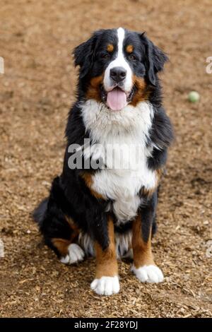 1-Year-Old Bernese Mountain Dog Male Puppy Sitting and Panting  with Tongue Sticking Out. Stock Photo