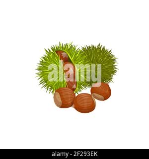 Chestnuts isolated healthy snack. Vector edible raw roasted sweet chestnut Castanea sativa, peeled green spines shell with healthy organic nuts. Edibl Stock Vector