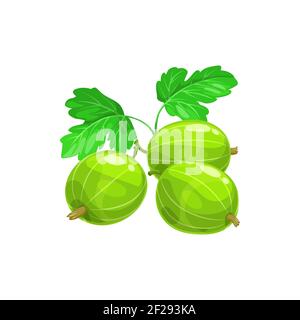 Gooseberry isolated green ripe fruit with leaves, realistic icon. Vector organic berry on stem, summer dessert gooseberry berries fruits, food from fa Stock Vector