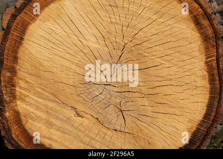 Tree trunk cross section of a sawed-off fruit tree in close-up Stock Photo