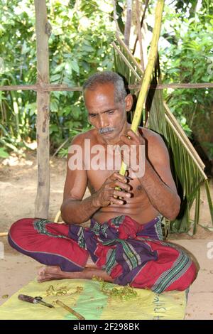 Sri Lankan man shaving the outer bark from cinnamon on Cinnamon Island ‘Kurundu Doowa’, Maduganga a.k.a. Madu River Stock Photo