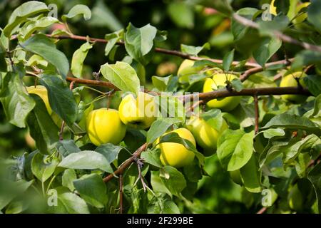 Ripe yellow apples on a branch of an apple tree close-up. Stock Photo
