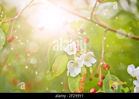 Abnormal flowering of an apple tree in autumn on branches with mature apples. A consequence of global warming. Beautiful white flowers. Rosales. Stock Photo