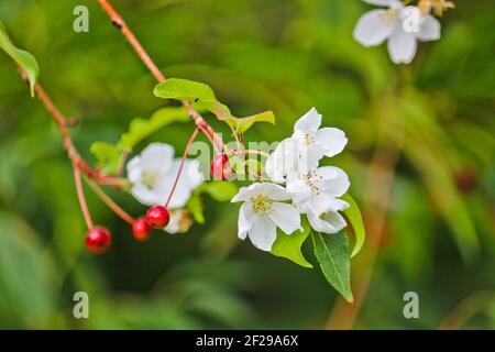 Abnormal flowering of an apple tree in autumn on branches with mature apples. A consequence of global warming. Beautiful white flowers. Rosales. Stock Photo