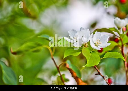 Abnormal flowering of an apple tree in autumn on branches with mature apples. A consequence of global warming. Beautiful white flowers. Rosales. Stock Photo