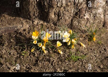 crocuses in march in an ornamental garden in front of a tree trunk Stock Photo