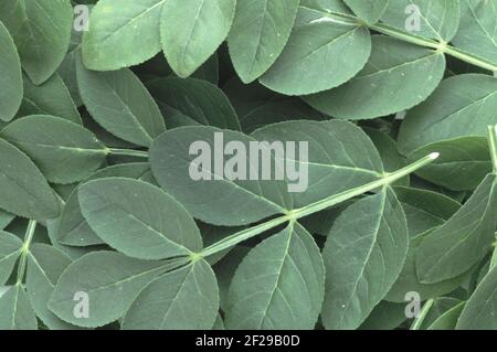 Dictamnus albus, is also known as burning bush, dittany, gas plant or fraxinella, used as medicinal plant in the middle ages  /  Diptam, Dictamnus alb Stock Photo