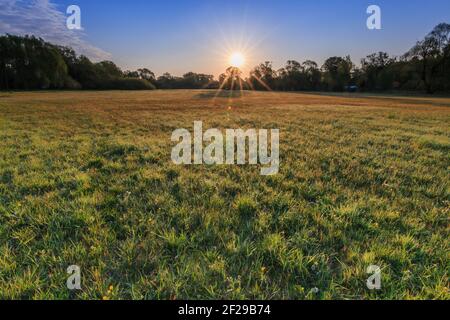Landscape with a meadow in the morning. Low sun with sun rays in spring. Some yellow flowers of wildflowers. Trees in the background. Blue sky Stock Photo