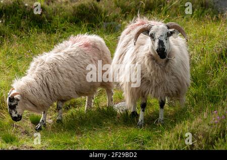 Irish blackface sheep in Mangerton Mountain, County Kerry, Ireland. Stock Photo