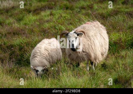 Couple of Irish blackface sheep with long fleece grazing on lush green meadow in Mangerton Mountain, County Kerry, Ireland. Stock Photo