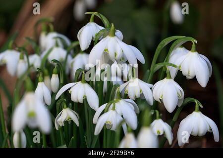 filled snowdrops Flore Pleno macro galanthus nivalis Stock Photo