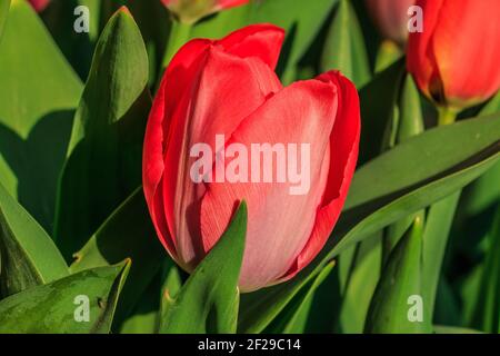 single red closed flower of a tulip in detail in the morning in sunshine. Large flower of a plant with single petals. Green petals and more flowers Stock Photo